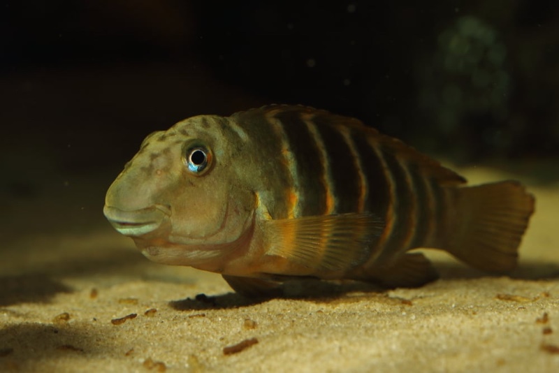 Eretmodus marksmithi 'Cape Tembwe'